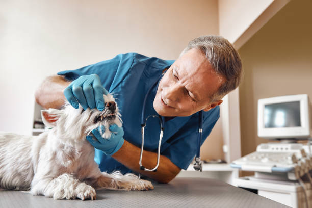 Best Emergency Dentist for Knocked-Out Tooth in Streator, IL